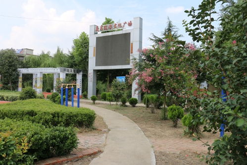全域观摩映新颜，临泉城乡绘就宜居画卷